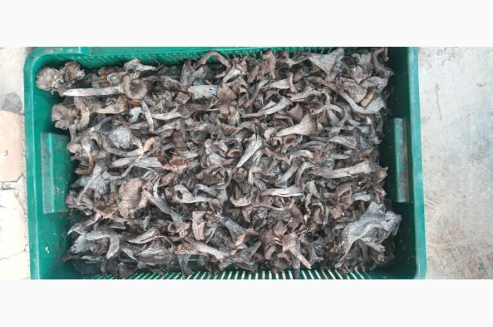 Чорні лисички на продаж- фото № 2