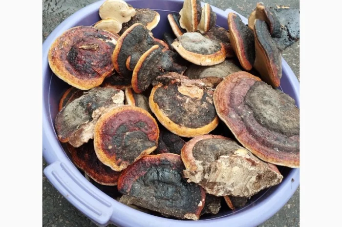 Трутовик облямований на продаж- фото № 1