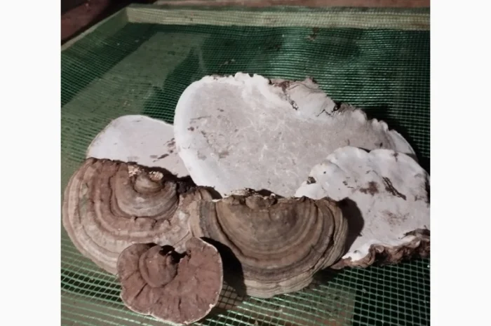 Трутовик облямований на продаж- фото № 3