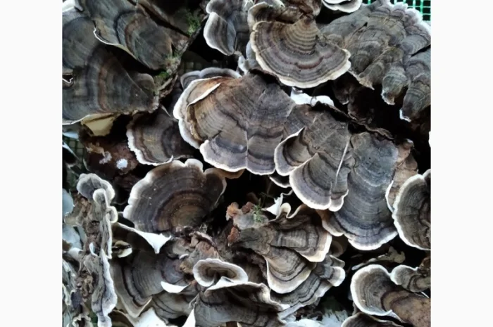 Трутовик облямований на продаж- фото № 4