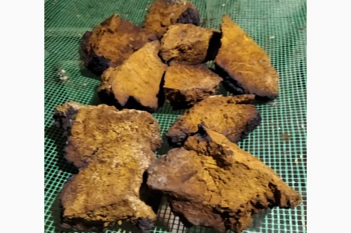 Трутовик облямований на продаж- фото № 5