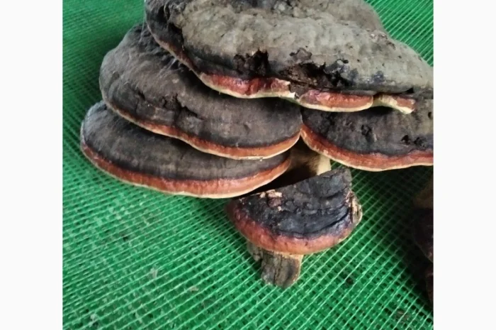 Трутовик облямований на продаж- фото № 6