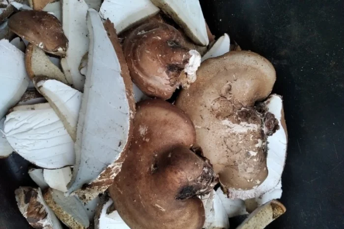 Трутовик облямований на продаж- фото № 7