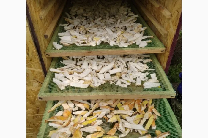 Продаж трутовика сірчано-жовтого- фото № 1