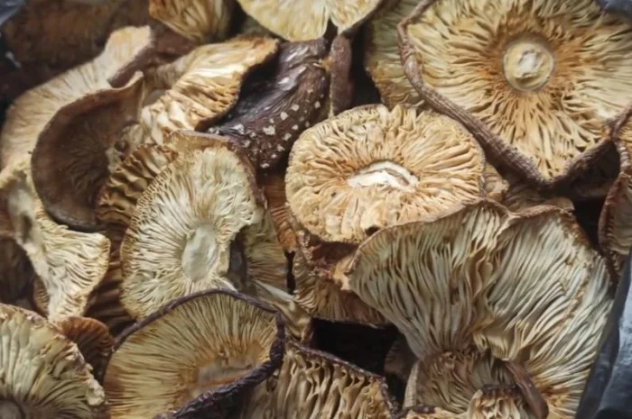 Продается пантерний гриб- фото № 4