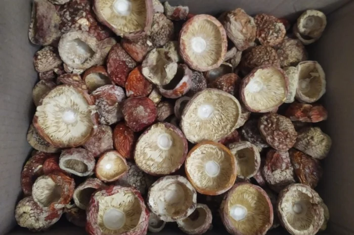 Мухомор червоний, закрита шапка 4000/кг- фото № 1