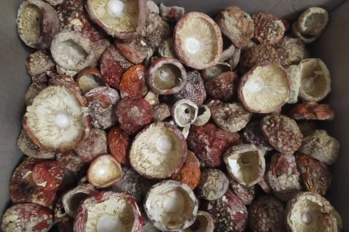 Мухомор червоний, закрита шапка 4000/кг- фото № 2