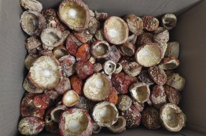 Мухомор червоний, закрита шапка 4000/кг- фото № 3