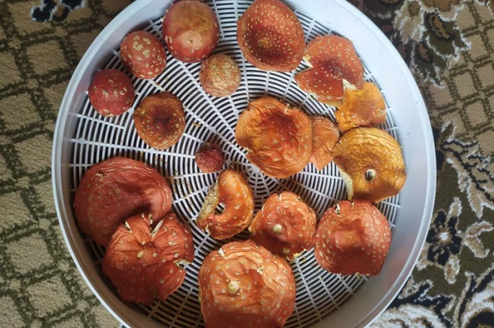 Продам мухомор червоний без піску- фото № 2