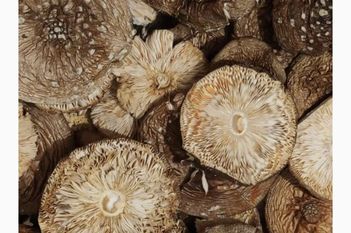 Продаж мухомора пантерного- фото № 1