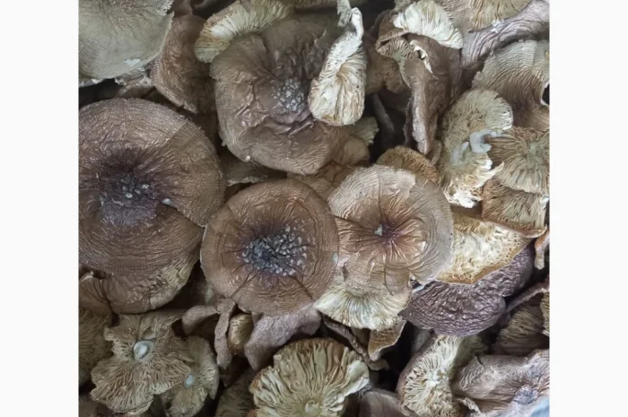 Пантерний мухомор високої якості- фото № 1