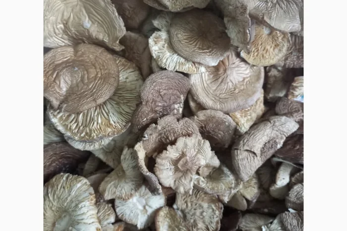 Пантерний мухомор високої якості- фото № 2