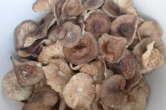 Продаж пантерний мухомор без піску і бруду- фото № 1