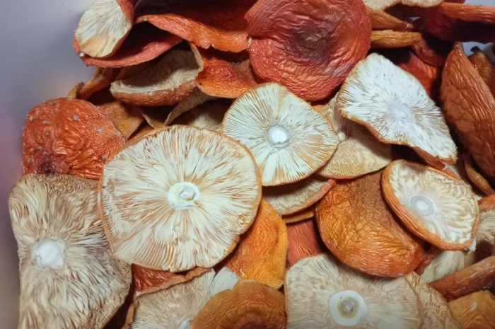 Мухомор високої якості на продаж- фото № 1