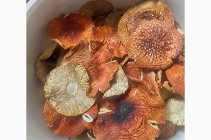 Червоний мухомор, 3500 за кілограм- фото № 2