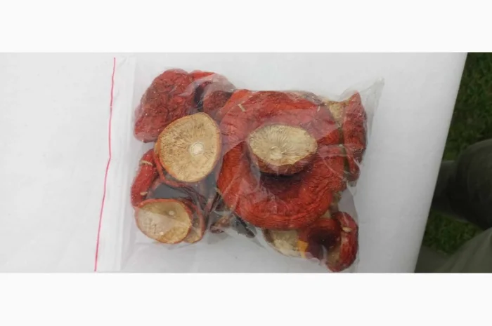 Куплю Мухомор червоний- фото № 1