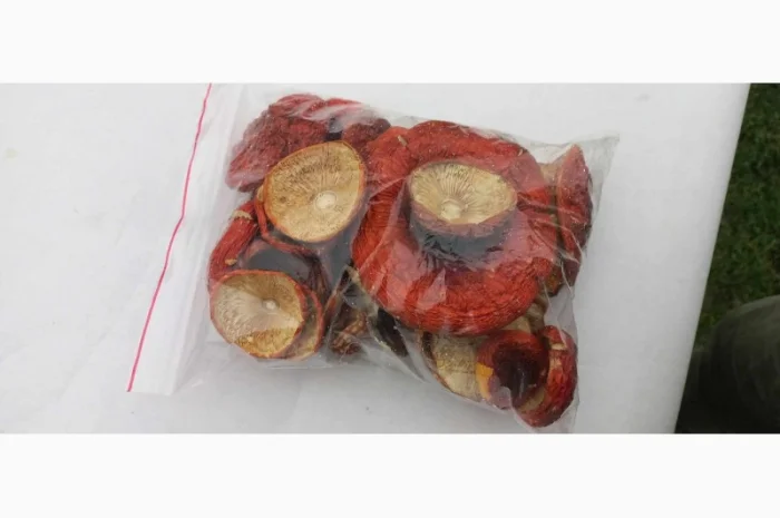 Куплю Мухомор червоний- фото № 2