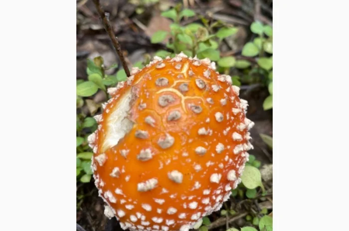 Продаю закриті шляпки червоного мухомора- фото № 1