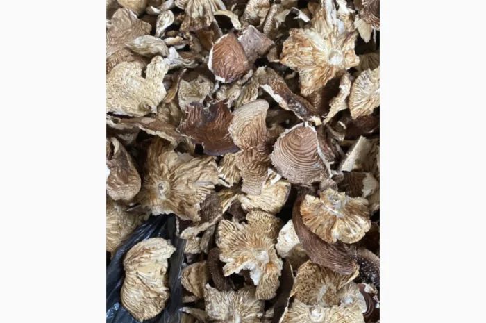 Продаю пантерний гриб ламані шляпки- фото № 1