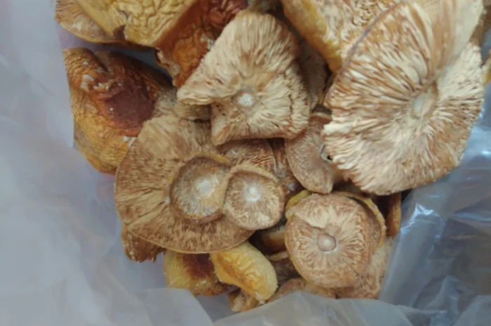 Продаж Мухомора Червоного | Красного Мухомора- фото № 1