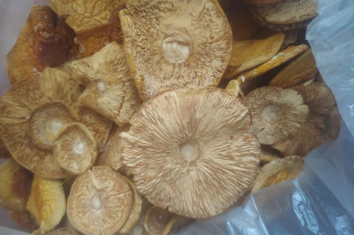 Продаж Мухомора Червоного | Красного Мухомора- фото № 2