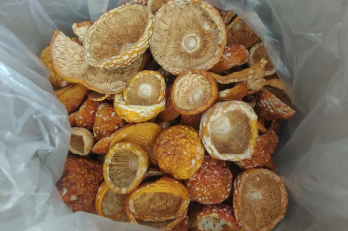 Продаж Мухомора Червоного | Красного Мухомора- фото № 3