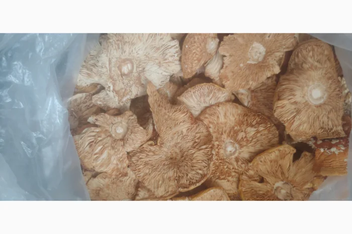 Продаж Мухомора Червоного | Красного Мухомора- фото № 7