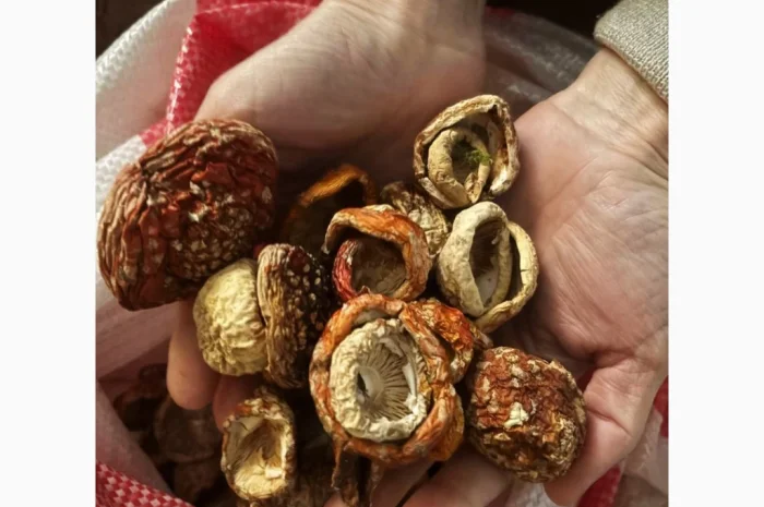 Мухомор червоний продажа- фото № 1