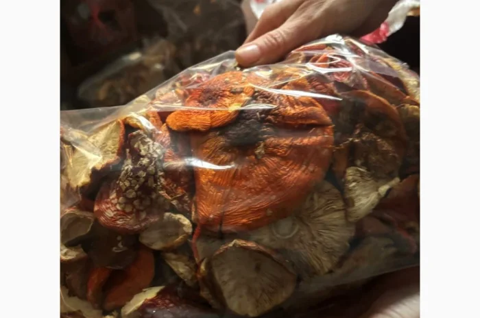 Мухомор червоний продажа- фото № 2