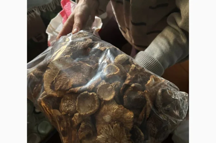 Мухомор червоний продажа- фото № 3