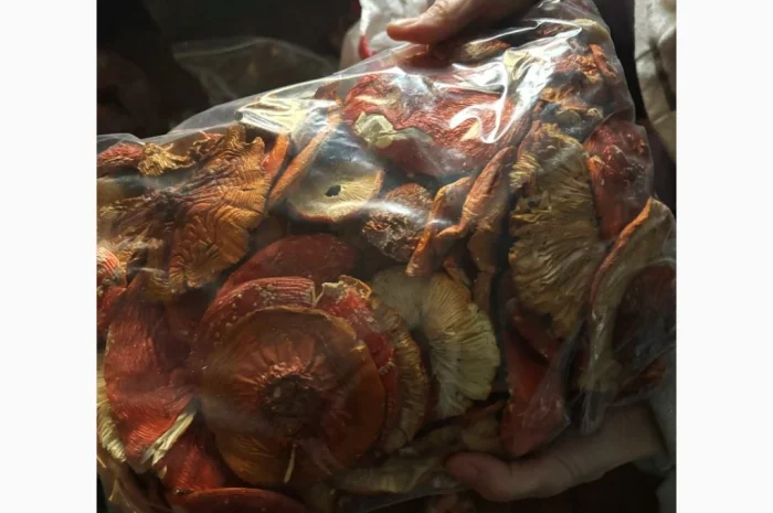 Мухомор червоний продажа- фото № 5