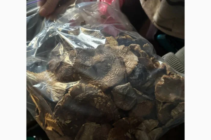 Мухомор червоний продажа- фото № 6