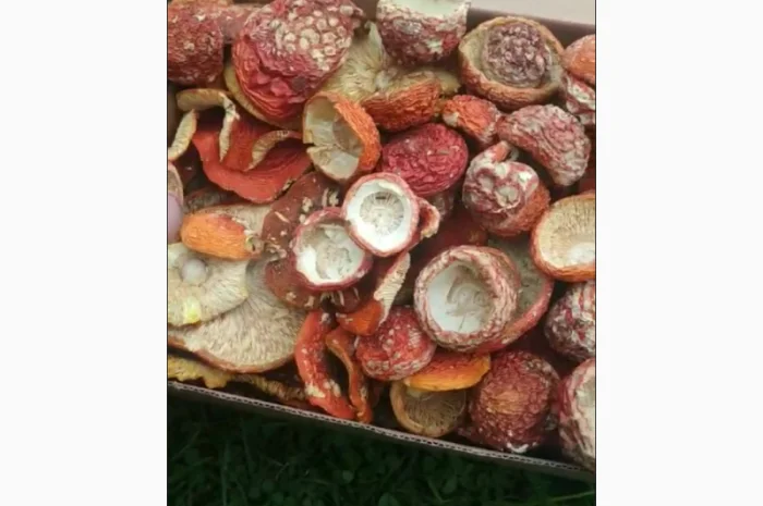 Продаю червоний мухомор- фото № 1