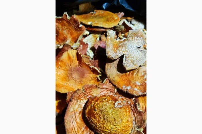 Свіжий мухомор 25 року на продажу- фото № 1