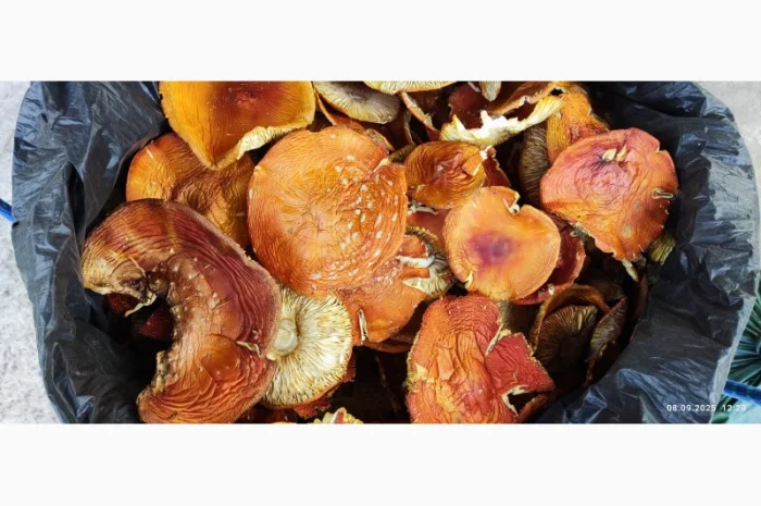 Свіжий мухомор 25 року на продажу- фото № 3