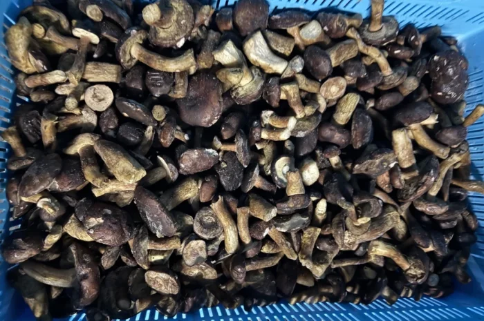 Заморожений польовий гриб на продаж- фото № 1