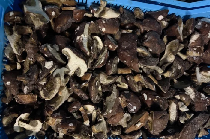 Заморожений польовий гриб на продаж- фото № 2