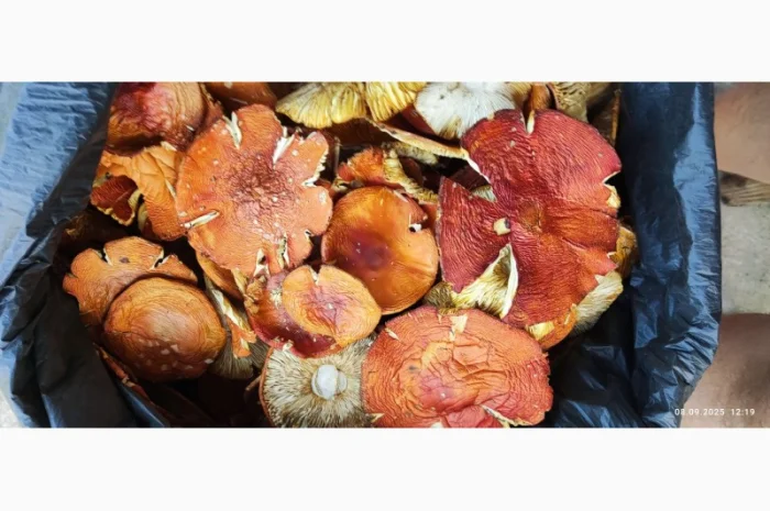 Мухомор червоний 2 сорт нового врожаю- фото № 1