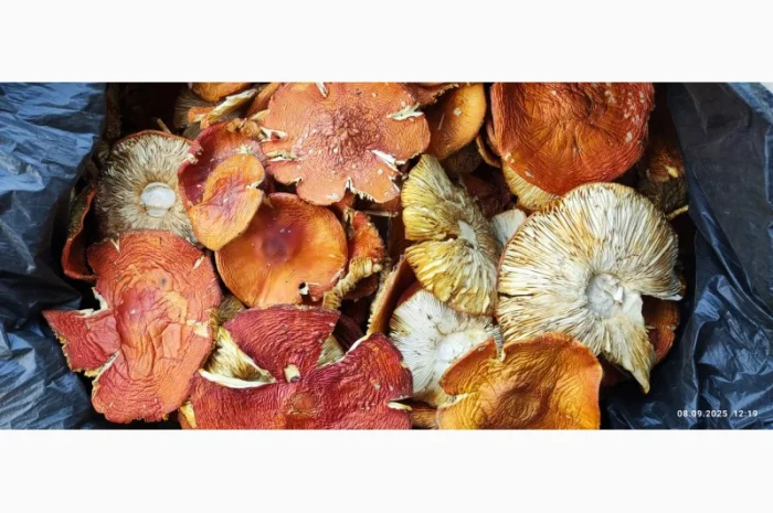 Мухомор червоний 2 сорт нового врожаю- фото № 2