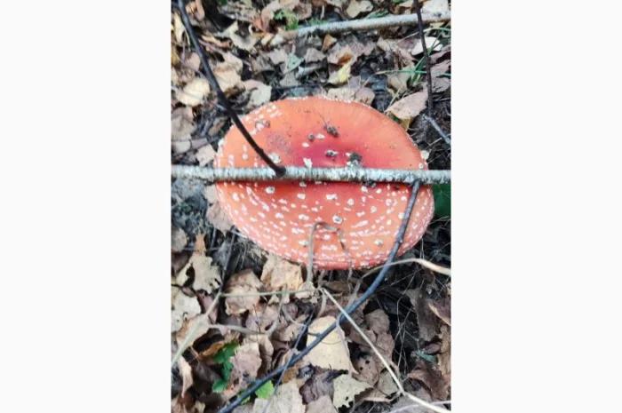 Мухомор червоний 2 сорт нового врожаю- фото № 3