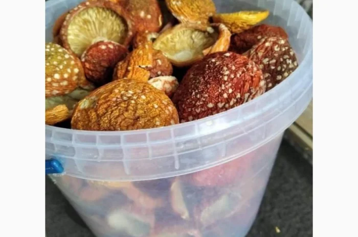 Мухомори червоні на продаж- фото № 1