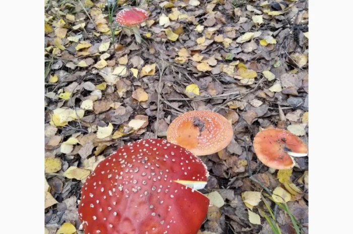 Продаю Червоний мухомор- фото № 1