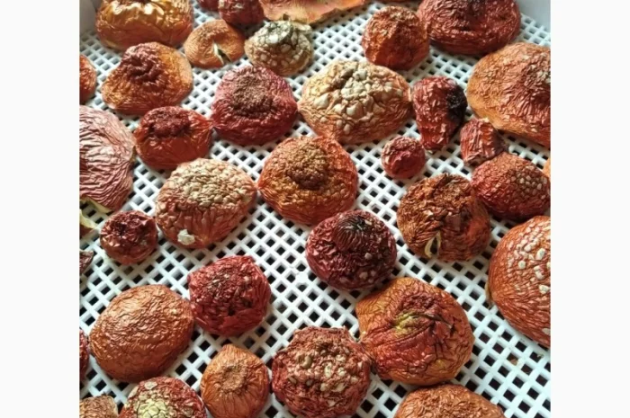 Мухомори на продаж- фото № 1