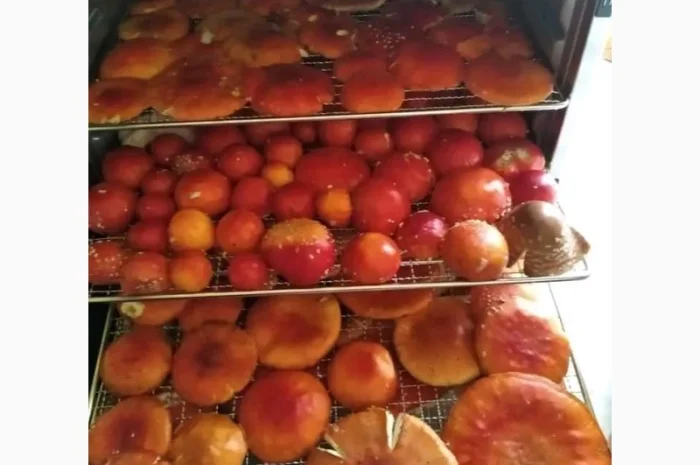 Мухомори на продаж- фото № 3