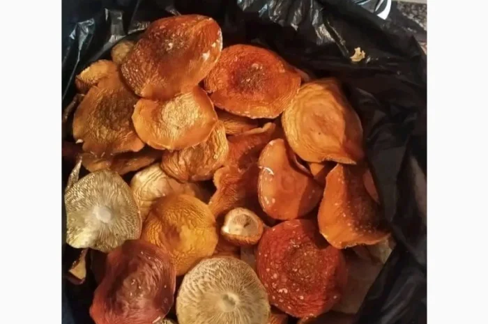 Мухомори на продаж- фото № 4