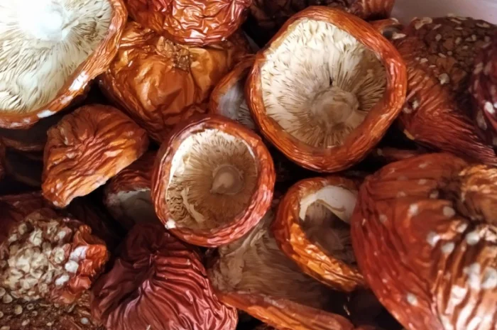 Мухомори на продаж- фото № 5