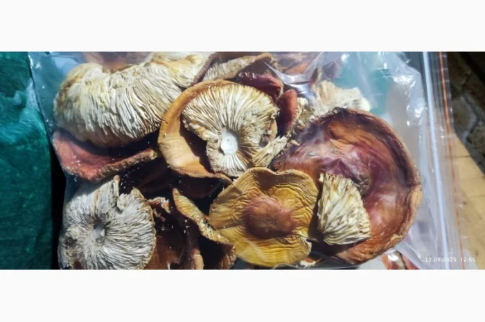 Продається Мухомор 3 сорт свіжий- фото № 1