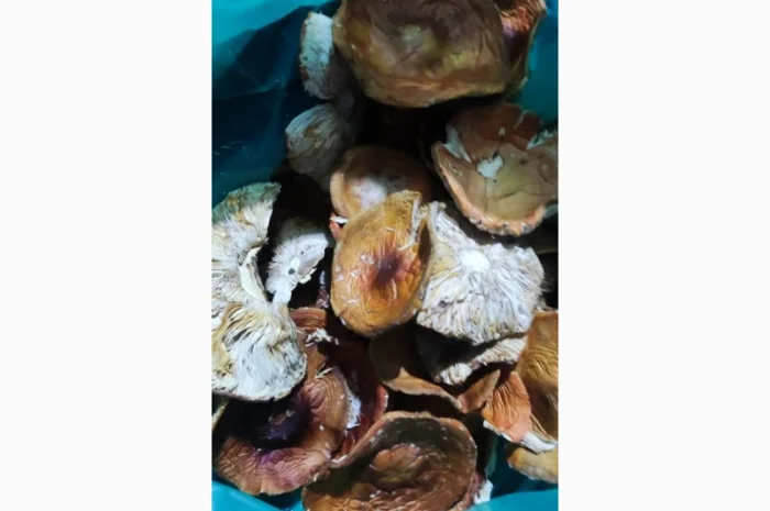 Продається Мухомор 3 сорт свіжий- фото № 2