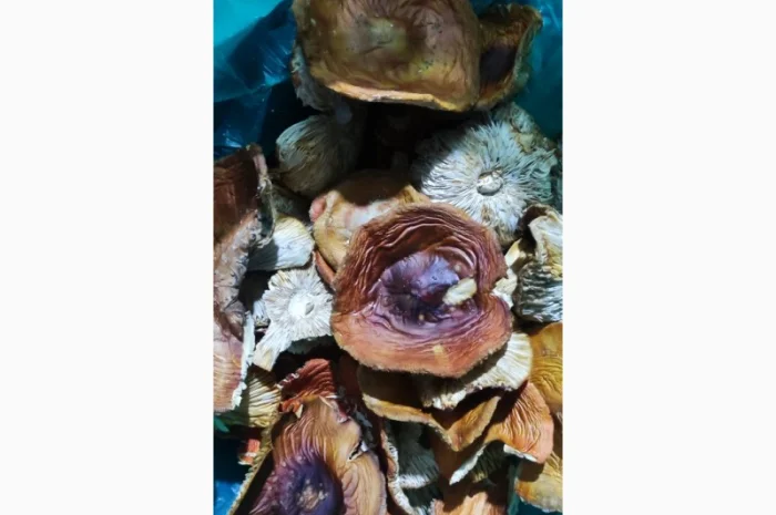 Продається Мухомор 3 сорт свіжий- фото № 3