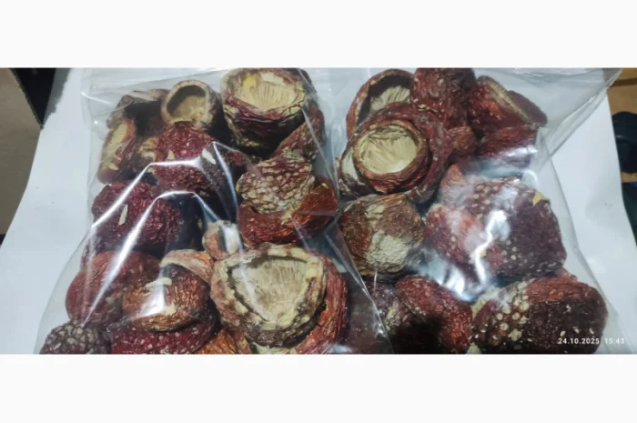 Мухомор нерозкриті капелюшки 25 року на продаж- фото № 2